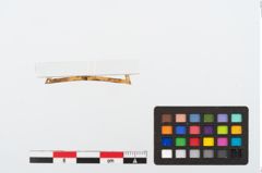 Foto von Goldbandbeschlag (NHMW-PRAE-024611)